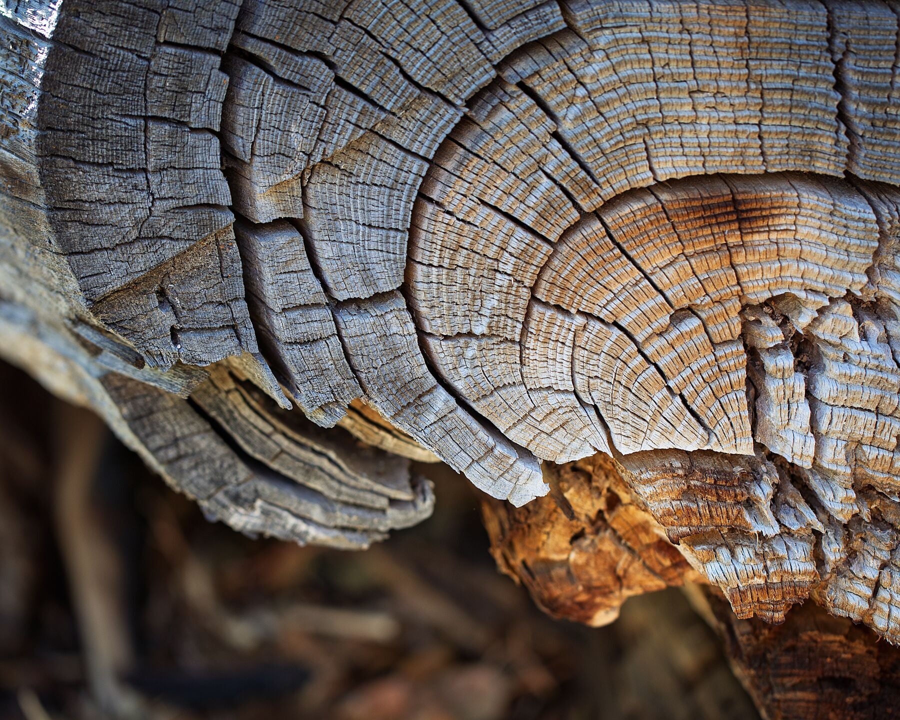 Fine art photograph of tree rings revealing natural texture and growth patterns.