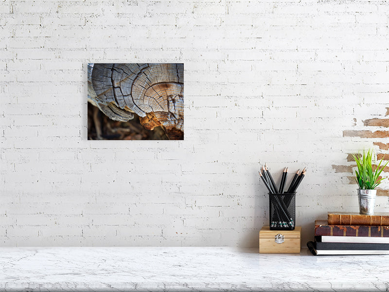 Fine art photograph of tree rings revealing natural texture and growth patterns.