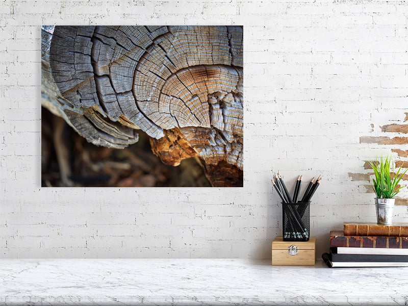 Fine art photograph of tree rings revealing natural texture and growth patterns.
